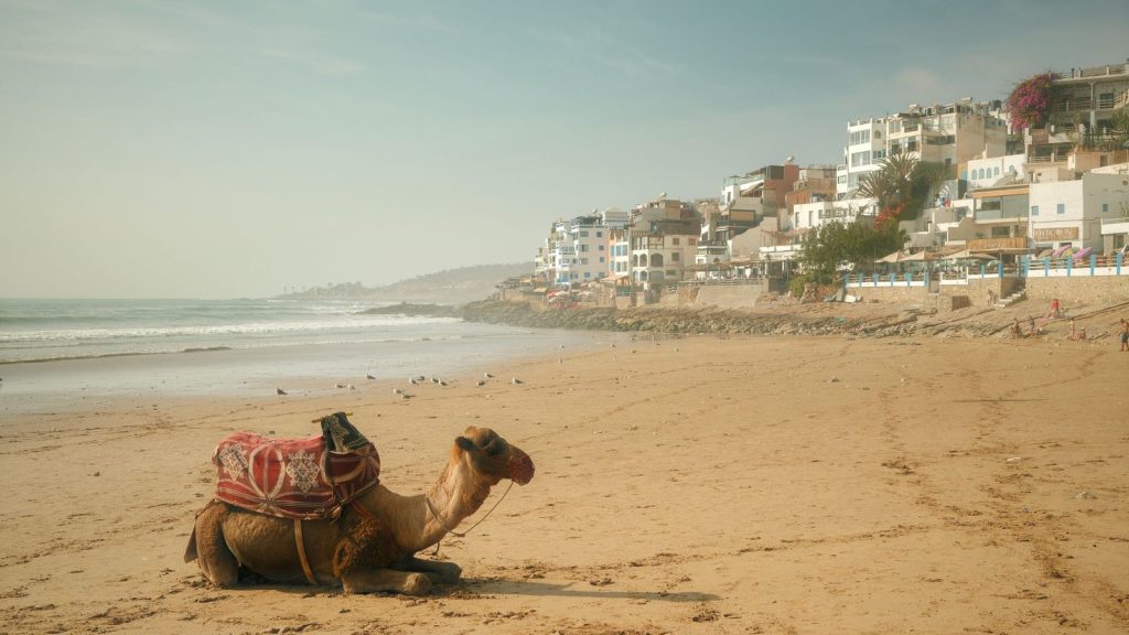 A lone camel rests on a Moroccan beach with white buildings and the sea in the background.