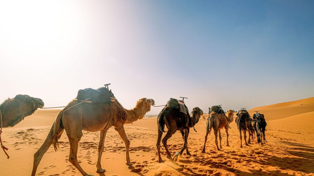 A camel caravan treks through the vast sands of the Saharan desert under a clear blue sky.