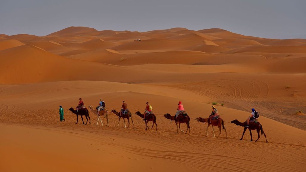 Camel caravan crossing the dunes of the Moroccan Sahara at golden hour